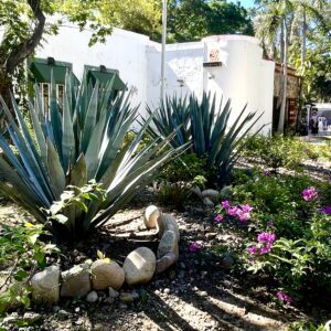 blue agave garden