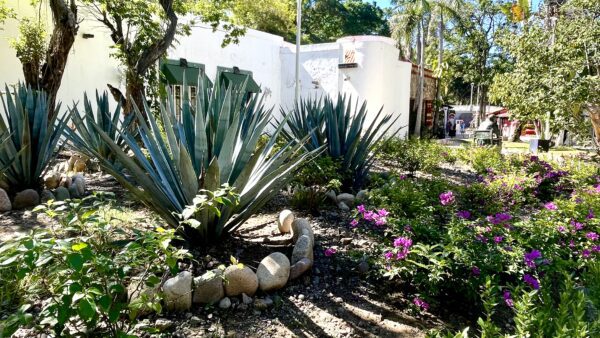 blue agave garden